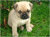 Adorable pug puppies