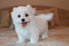 amazing Maltese puppies