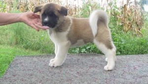 Full pedigree Akita puppies.