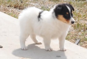 BORDER COLLIE puppies Available