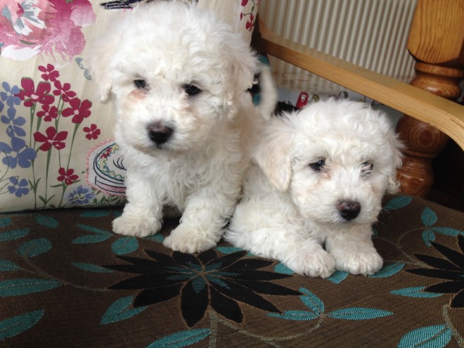 Adorable Bichon Frise Female Puppy