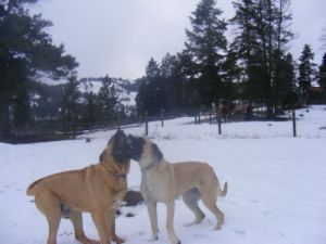  Beautiful FEMALE English Mastiffs