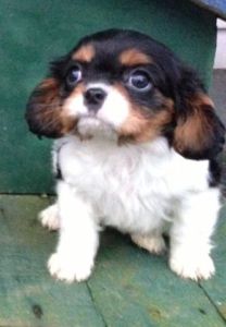  Cavalier King Charles Spaniel