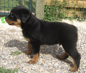  CKC Registered Rottweiler Pups