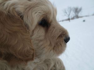 Goldendoodles Almost ready to go!