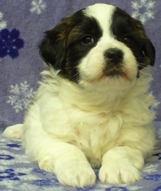 Havanese x Bichon Puppy