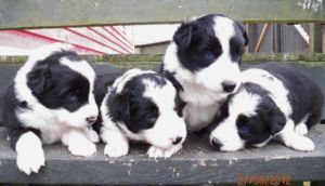 边境牧羊犬饲养者
