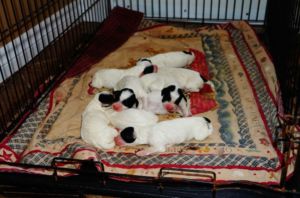  English Setter Puppies from Excellent Hunting Stock