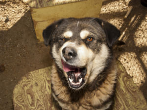  Senior Male - Alaskan Malamute-German Shepherd Dog