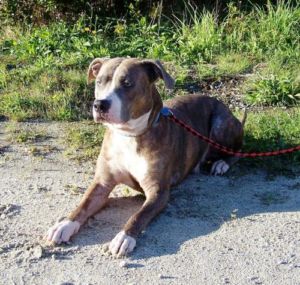  Adult Male Dog - American Staffordshire Terrier: \