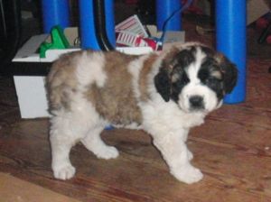  St. Bernard Puppy-Pure-Unregistered-Female