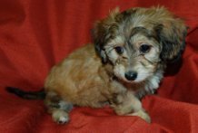  dachshund x morkie puppies