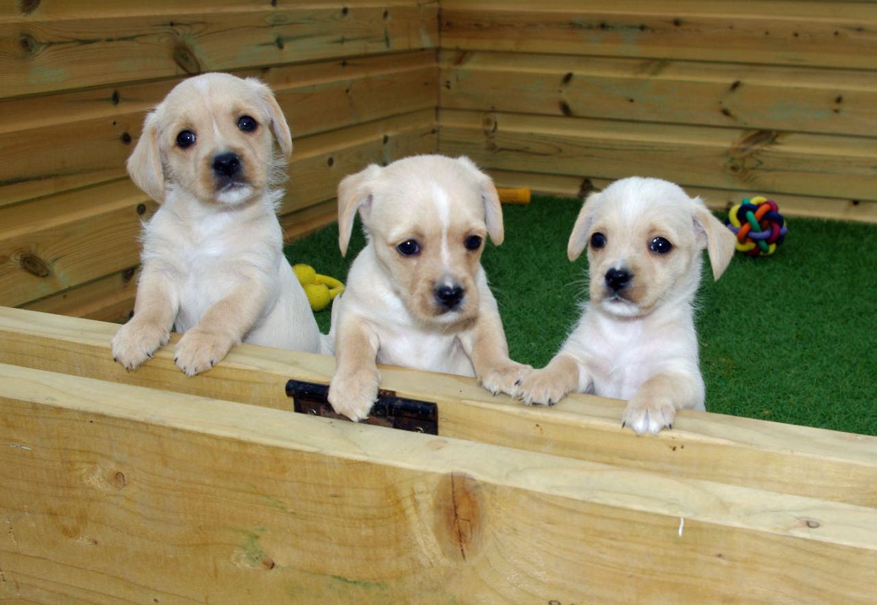 Cavalier King Charles X Westie Puppies