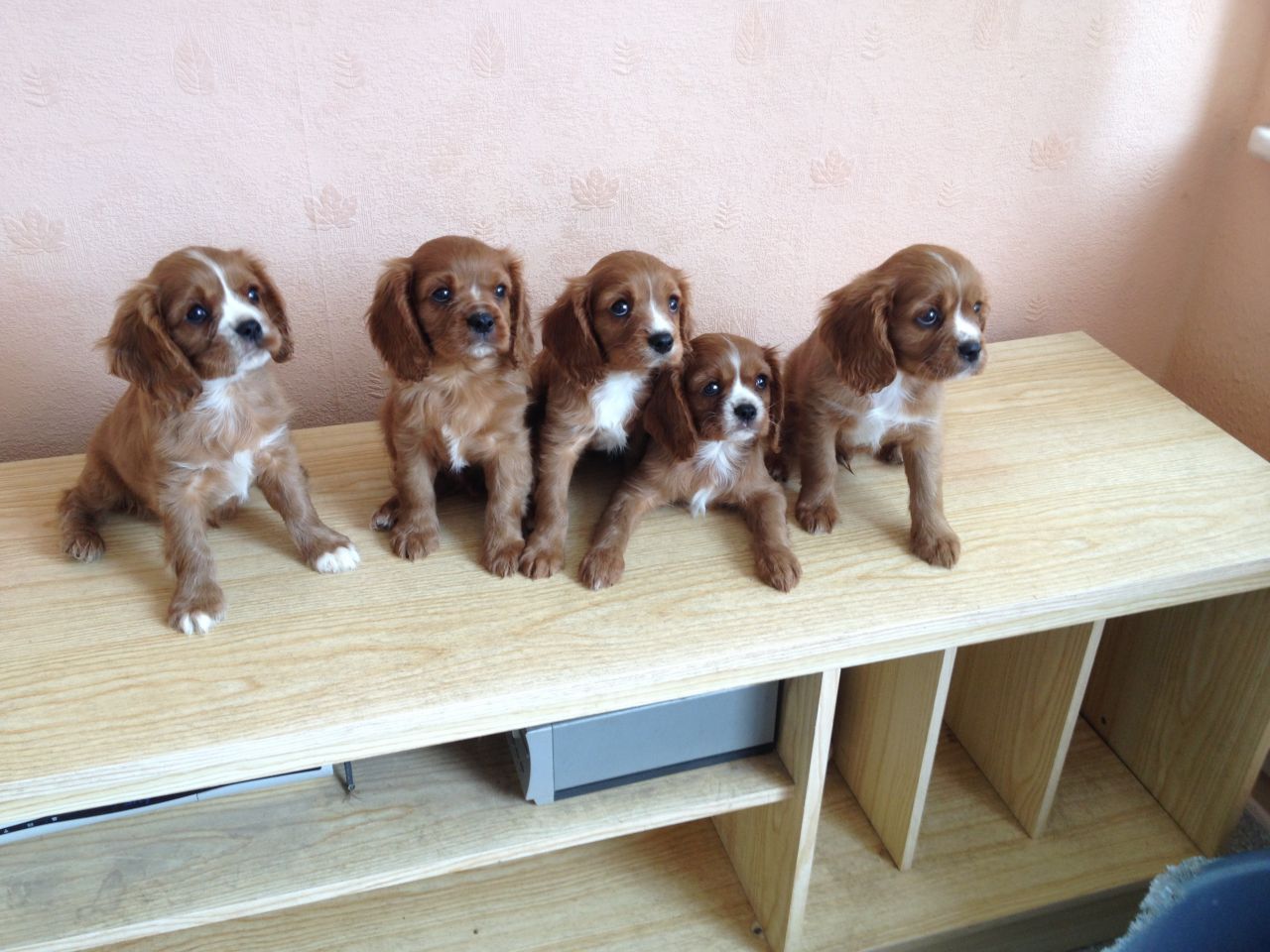 Cavalier King Charles Puppies