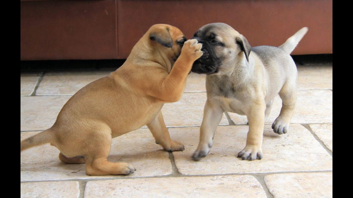 Beautiful Bullmastiff Puppies