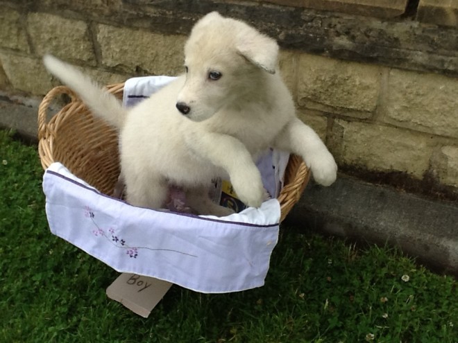 Akita / Inuit.puppies