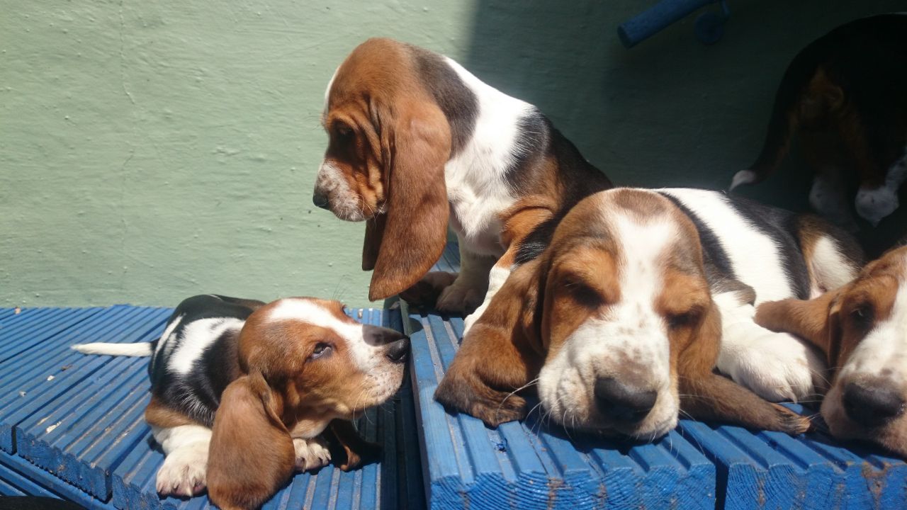 Basset Hound Puppies