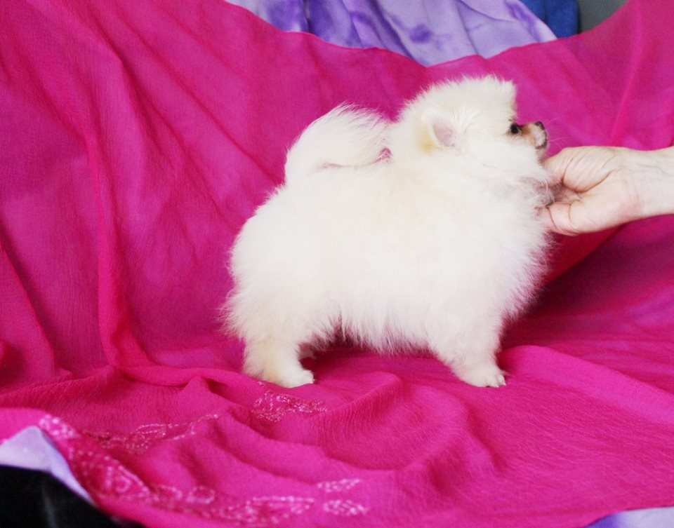 Priceless White Pomeranian Puppy For Adoption