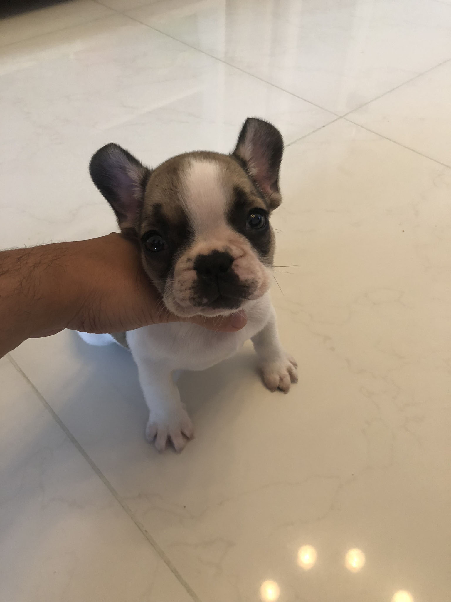 French bulldog puppy for sale