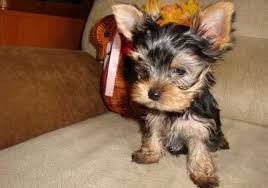    Adorable  Yorkie puppies