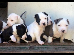 adorable Amstaff puppies