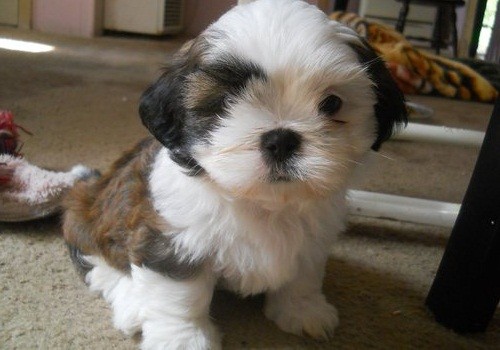 affectionate Shih Tzu Puppies