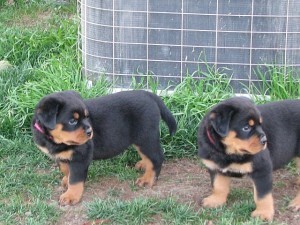 Beautiful Rottweiler puppies.