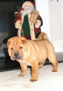 Shar Pei Puppies for Adoption