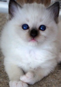 Beautiful Pedigree Ragdoll Kittens