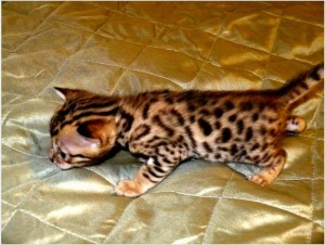 Adorable Bengal kittens