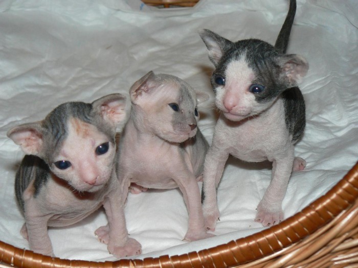 Charming Sphynx Kittens