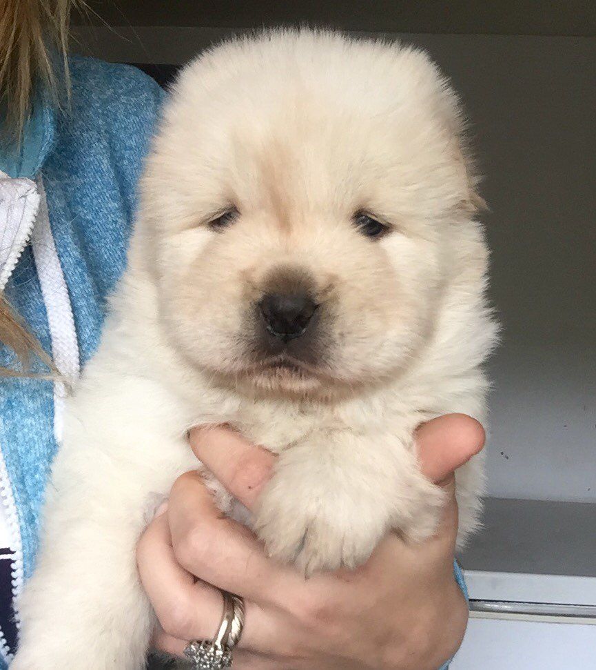 Chow Chow Puppies