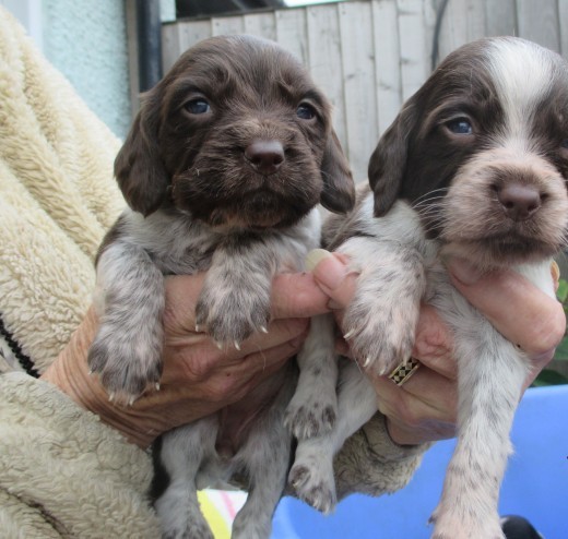 Brittany/english Springer Spaniel