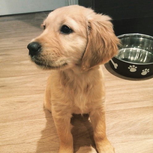 Goldador Retriever Puppies