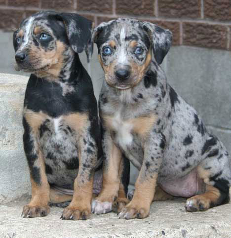 Catahoula puppies  need new home 