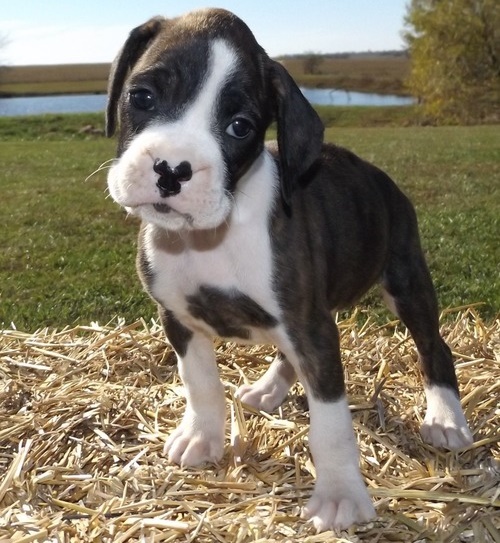 Pure Breed Boxer Puppies  Ready To Leave 