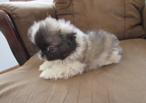 Stunning Pekingese puppies need home