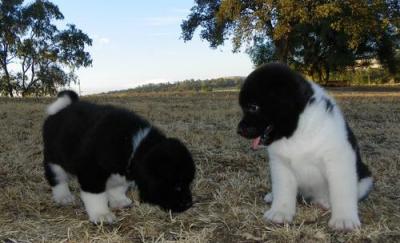 Superb Akita Inu Puppies 4sale