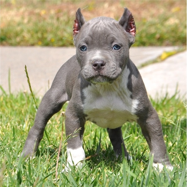 American Pit Bull Terrier Pups Ready To Leave 