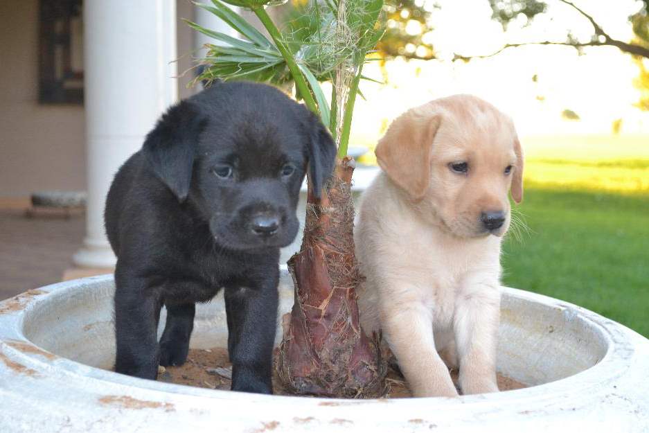 Active Labrador Puppies for sale 