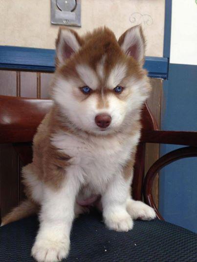 Blue eyes Siberian Husky Pups