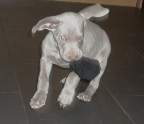 Weimaraner Puppies for sale