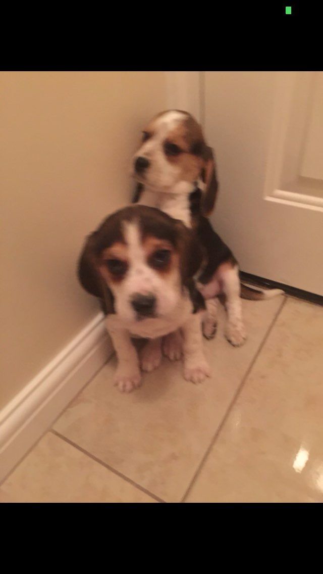 Stunning Beagle Puppies