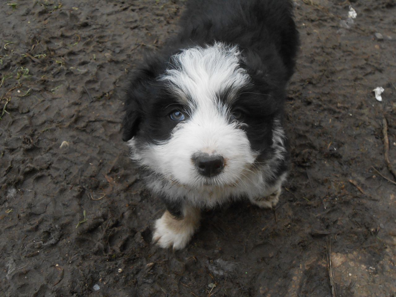 Working Bearded Collie Pups