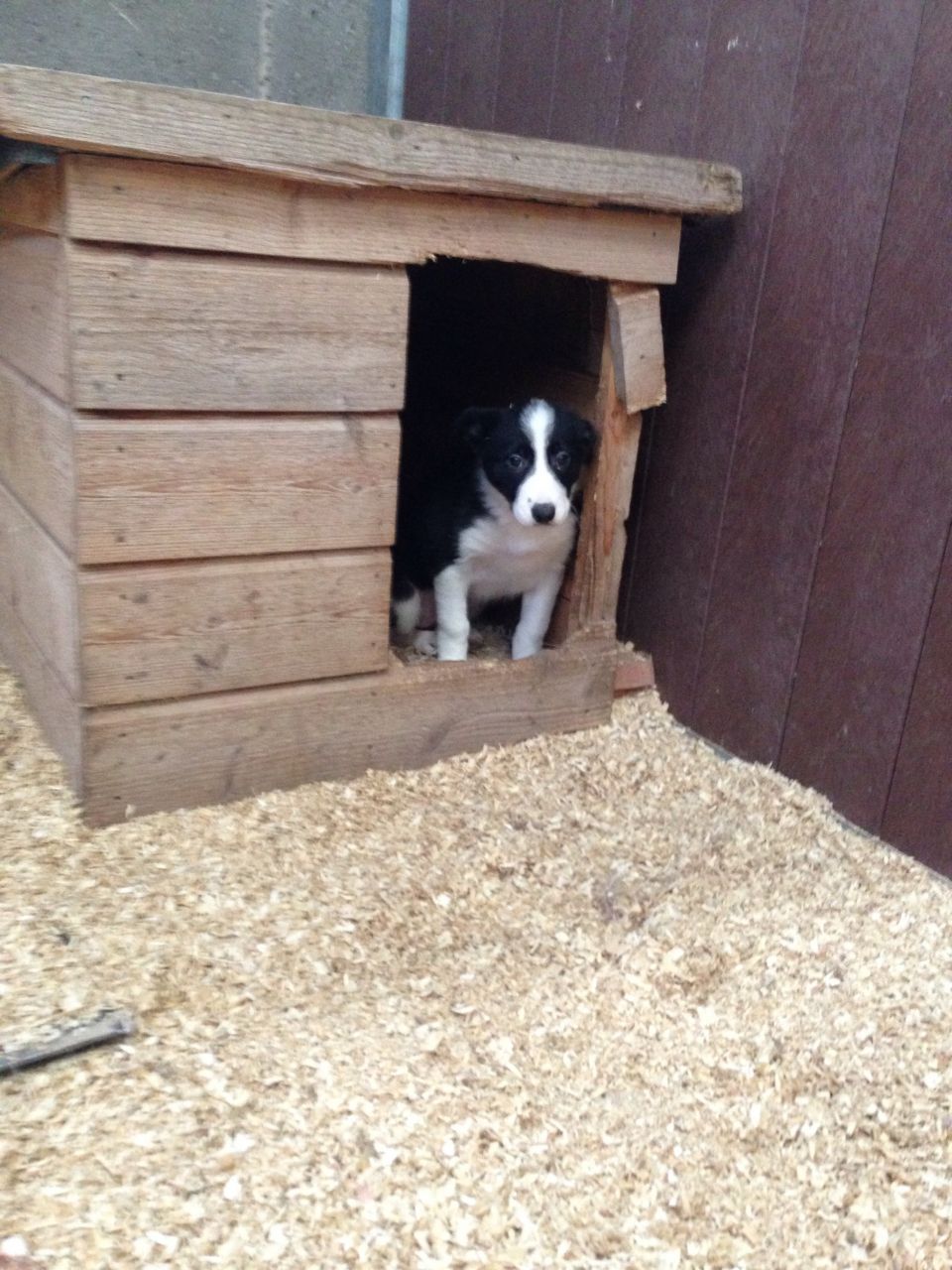 Beautiful and cute Border Collie Pups