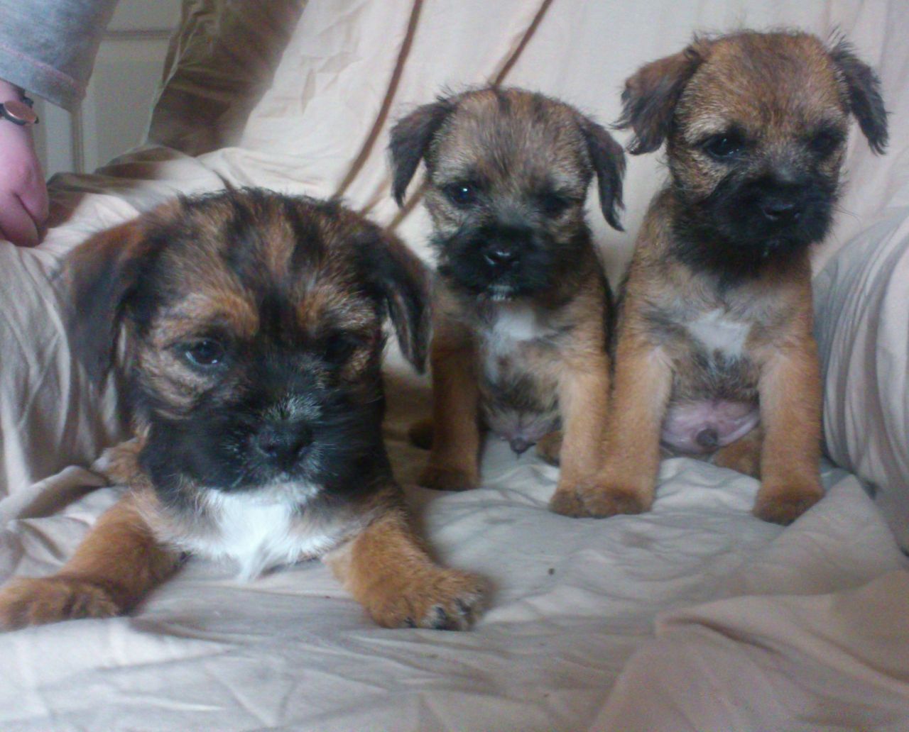 Gorgeous Litter Of Border Terrier Puppies