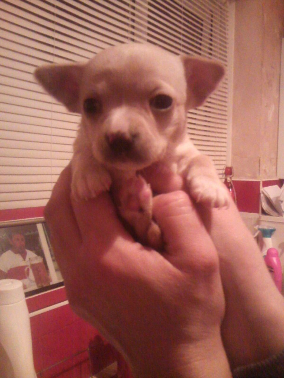 Gorgeous Cream Chihuahua Puppies