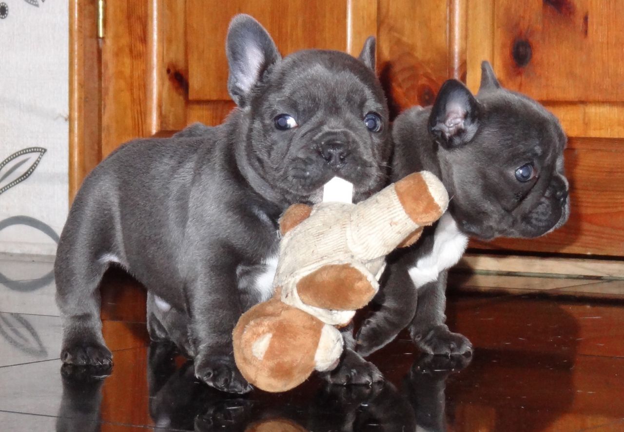 Stunning French Bulldog Puppies 