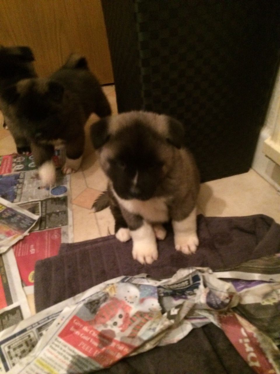  Akita Pups - Ready To Go Now