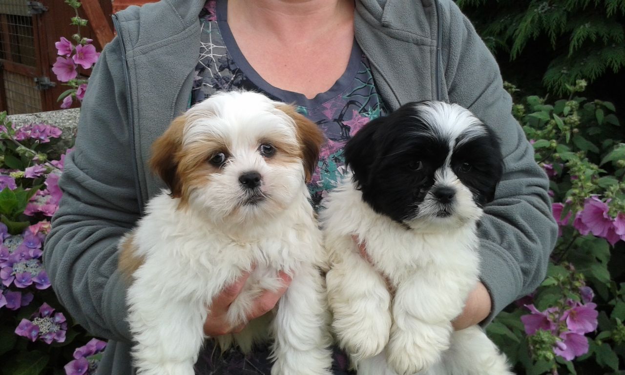 Stunning Lhasa Apso Puppies